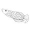 Vector of cute arowana in black and white. EPS10