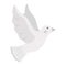 Vector cute flying dove with spread wings isolated on white background. Romantic bird illustration. Love and piece concept or