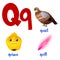 Vector cute kids cartoon alphabet. Letter Q with quail, quince and quill.