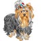 Vector cute pedigreed dog Yorkshire terrier