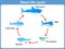 Vector Cycle of shark for kids