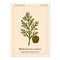 Vector cypress sprig