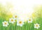Vector daffodil flowers on spring background.