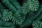 Vector decorative background with realistic monstera and palm leaves on black background