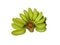 Vector design of green bananas