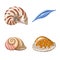 Vector design of seashell and mollusk icon. Set of seashell and seafood  stock vector illustration.
