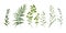 Vector designer elements set collection of green forest fern, tr