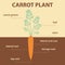 Vector diagram showing parts of carrot whole plant