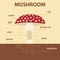 Vector diagram showing parts of mushroom whole plant infographic amanita muscaria scheme