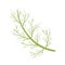 Vector dill illustration isolated in cartoon style. Herbs and Species Series.