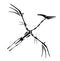 Vector Dinosaur Pterodactyl Skeleton. Primeval fauna, Cretaceous Period. Huge zhenyuanopterus theropod. Flying pterosaur