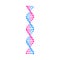 Vector DNA chain seamless chain isolated on white background, icon template, magenta,blue.