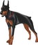 Vector doberman pinscher