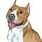 vector Dog American Staffordshire Terrier smiles