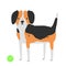 Vector dog breed beagle. The illustration is isolated on a white background.