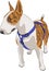 Vector dog breed Bull Terrier