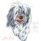 Vector dog breed Lowchen