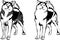 Vector dog breed malamute