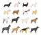 Vector dog breeds collection isolated on white