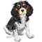 Vector dog Cavalier King Charles Spaniel