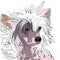 Vector Dog Chinese Crested breed