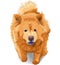 vector Dog chow-chow breed