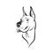 Vector of a dog head Great Dane or German Mastiff