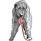 Vector dog Irish Wolfhound breed