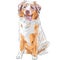 Vector dog Red Australian Shepherd breed