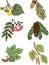 Vector doodle drawings of set leaves, seeds and fruits of different trees