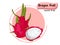 Vector Dragon fruit isolated on color background,illustrator 10 eps