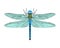 Vector dragonfly icon in flat style isolated on white background