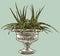Vector drawing of agave cactus in decorative vase