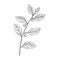 Vector drawing alder buckthorn