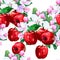 Vector drawing of apple blossoms