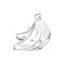Vector drawing of bananas. Doodle imitating freehand drawing