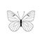 vector drawing black-veined white butterfly