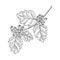 vector drawing branch of hawthorn tree with leaves and berries
