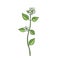 Vector drawing chickweed