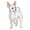 Vector drawing of a chihuahua. EPS10