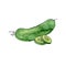 Vector drawing cucumber