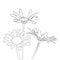 Vector drawing daisy flowers