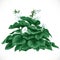 Vector drawing of decorative Datura bush with large leaves and flowers