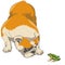 Vector drawing of an English bulldog and a green frog isolated on a white background.