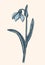 Vector drawing. First spring flower - Snowdrop