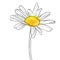 Vector drawing flower of daisy