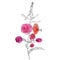 Vector drawing flower of willow herb