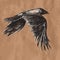 Vector drawing of flying african crow on craft