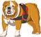 Vector drawing of a Great English Bulldog isolated on a white background.