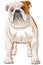 Vector drawing of a large English bulldog with red spots on a white background